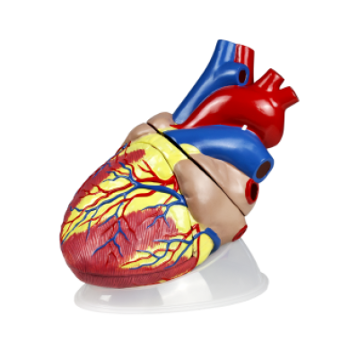jumbo-human-heart-model-plastic