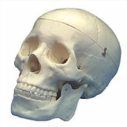 Human Skull Model (Premium)