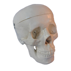 Human Skull, Life Size Model 10Pk