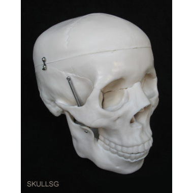 life-size-model-of-human-skull-premium