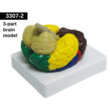 3307-1-human-brain-model-life-size-3-parts