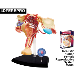 female-reproductive-system-model