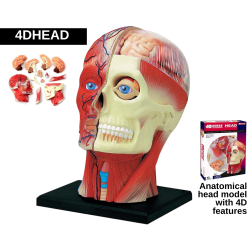 human-head-model