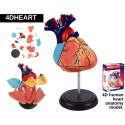 heart-model