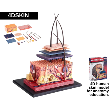 skin-anatomy-model
