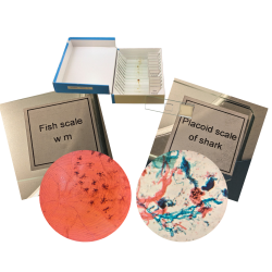 sea-life-set-glass-prepared-slides