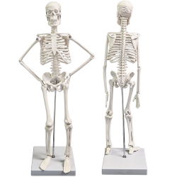 human-skeleton-model-16-inch