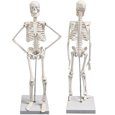 human-skeleton-model-16-inch