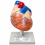 human-heart-anatomical-model-2-parts-hand-painted-with-numbered-structures