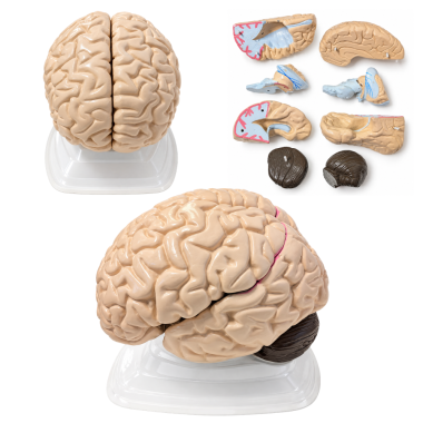 human-brain-anatomical-model-8-parts-vintage-with-internal-structures