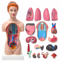 Human Torso Model, Female 18