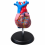 human-heart-anatomical-model-life-size-2-parts-budget-edition