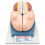 human-brain-model-life-size-2-parts-hand-painted-with-numbered-structures