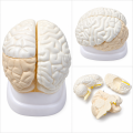 Human-Brain-Anatomy-Model-3-Parts-Plain-Finish