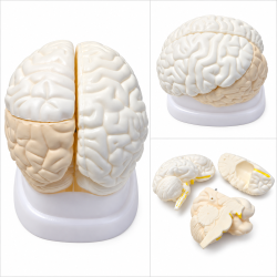 Human-Brain-Anatomy-Model-3-Parts-Plain-Finish