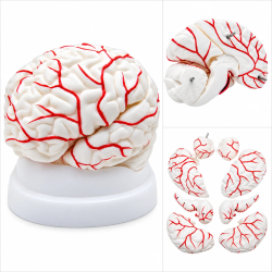 Human Brain Anatomy Model with Arteries - 8 Parts