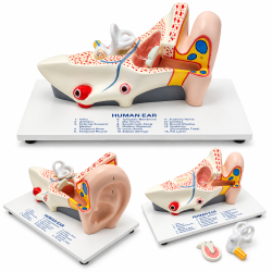 Human Ear Anatomy Model - 5× Enlarged with Stand