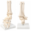 Human-Foot-Skeleton-Model-Life-Size-with-Stand
