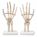 Human-Hand-Skeleton-Model-Life-Size-with-Stand