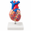 Human-Heart-Anatomy-Model-Life-Size-2-Parts-XC-307A