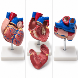 Human Heart Anatomy Model - Life-Size, 2 Parts, New Style
