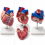 Human-Heart-Anatomy-Model-Life-Size-2-Parts-XC-307B
