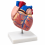 Human-Heart-Anatomy-Model-Life-Size-2-Parts-XC-307B