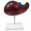 Human-Liver-Anatomy-Model-with-Blood-Vessels-and-Bile-Ducts