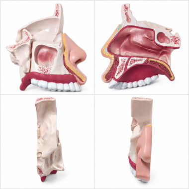human-nasal-cavity-and-sinus-model-cutaway-anatomy