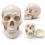 human-skull-model-life-size-premium-with-removable-teeth
