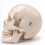 human-skull-model-life-size-premium-with-removable-teeth