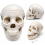 human-skull-model-life-size-3-parts-removable-teeth