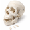 human-skull-model-life-size-3-parts-removable-teeth