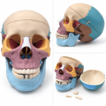 Human-Skull-Model-Color-Coded-Bones-Life-Size-3-Parts
