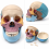 Human-Skull-Model-Color-Coded-Bones-Life-Size-3-Parts