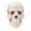 human-skull-model-miniature-with-removable-skullcap