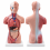 human-torso-anatomy-model-mini-26-cm-15-parts